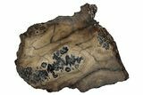 Mammoth Molar Section With Case - South Carolina #350003-1